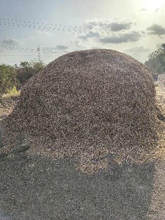પાલો વેસવાનો સે