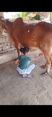 લાલ કાબરી ગાય વેચવાની છે