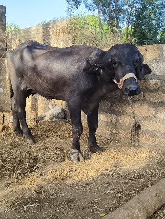 જાફરાબાદી ખળેલી વેચવાની છે
