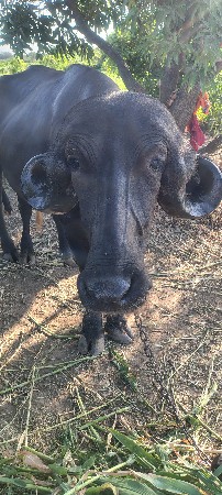 ખડેલી