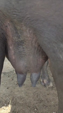 સારા મા સારી ભેંસ વેચવાની છે