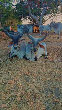 ગોધલા વેચવાના છે
