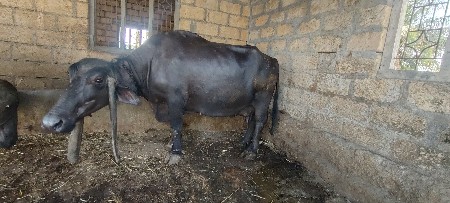 4 લિટર દૂધ નિસે પાડો