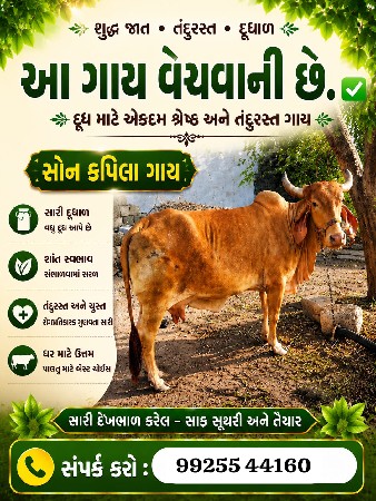 ગાય વેચવાની છે.
