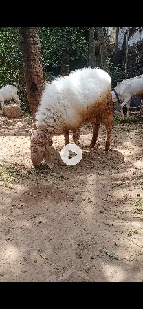 ઘેટો વેચવાનો છે એક