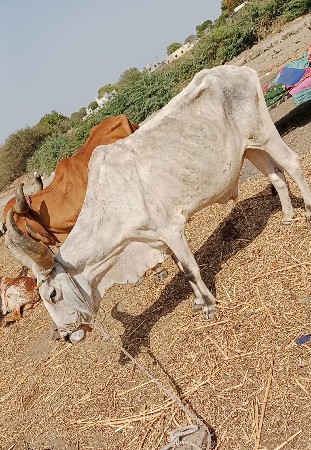 વાડોદર