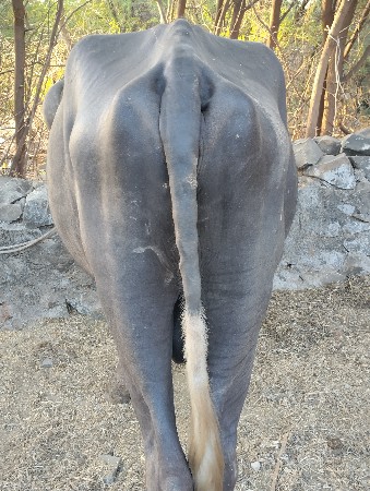 Pandav acha