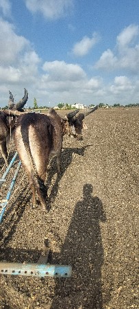 એક વાવણી કરેલ ગોઢલા વેચવાના
