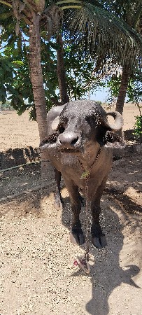 વેચવાની છે