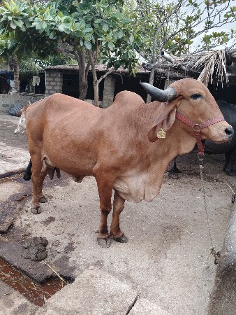 ગાય વેચવાની છે9913943127