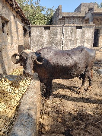 ભેંસ વેચવાની છે