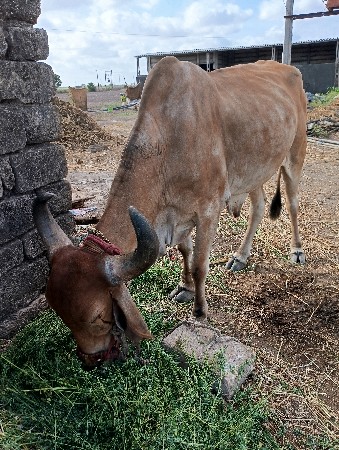 બળદ વેચવાનો છે