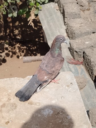 કબુતર ના સાટે ડોગ જોયે