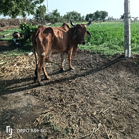 ગાય વેચવાની છે સોજીછે દુઘ 4