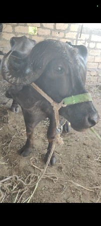 પહેલા વેતર ની ખડેલી