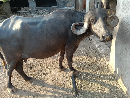 ભેષ વેચવા ની છે