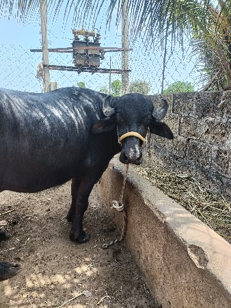 ભેંશ વેચવાની છે