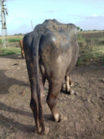 ભેંસ વેચવાની છે