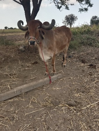 બળદ વેચવાનો છે