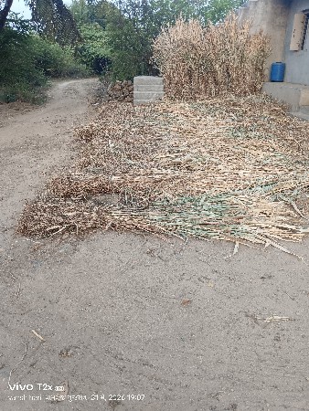 જુવાર