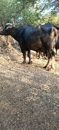 ભેંશ વેસવાની છે