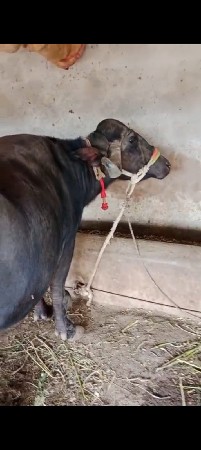 8 મહિના પૂરા