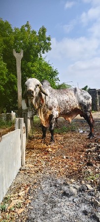 vecvani