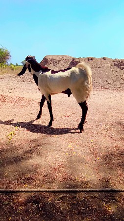 રાજસ્થાની બકરો વેચવાનો છે