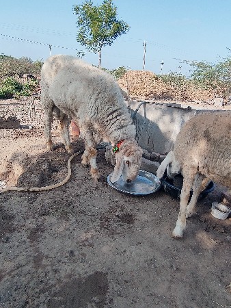 ફોટા કોઈને ફોન કરવાની કહેતો હે