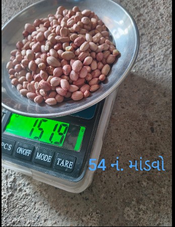 માંડવીના દાણા વેસવાનાછે