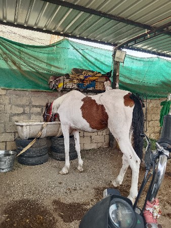 ઘોડી છે તત્કાલી આપવાની છે