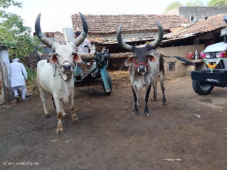 બિજી વાવણી ના છે