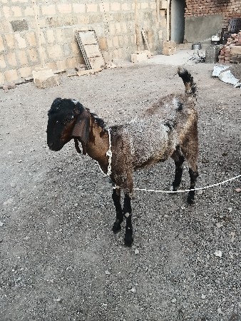 બકરી બચ 7