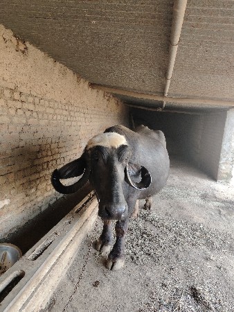 આ ભેંસ વેચવાની છે