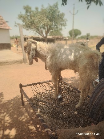 બકરો