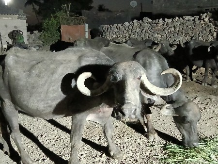 વેચવાનિ છે