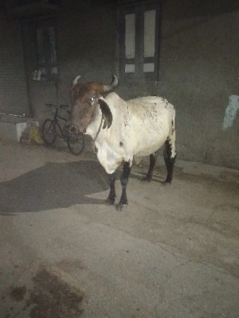 લીલડી ગાય વેચવાની છે