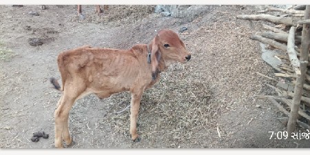 નાથાભાઈ