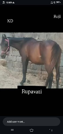 આ ઘોડી  કોય પાસે હોતો પાસીલેવાની