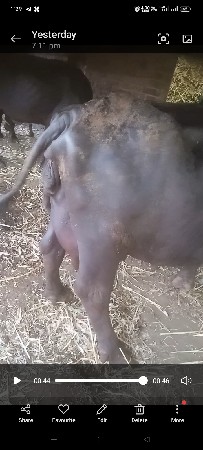 ભેંસ વેચવાની છે