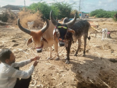 ગોડલા વેચવાના છે