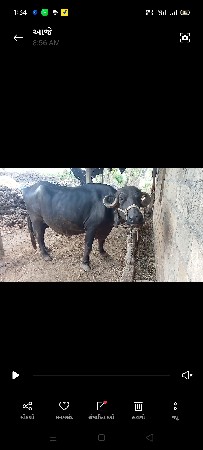 ભેંસ વેચવાની છે 9:30 ગાભણછે