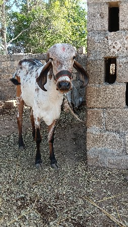 લીલડી ગીર વાંસળી