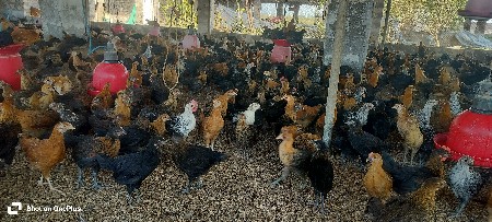 સોનાલી પાઠડા આપવાના છે
