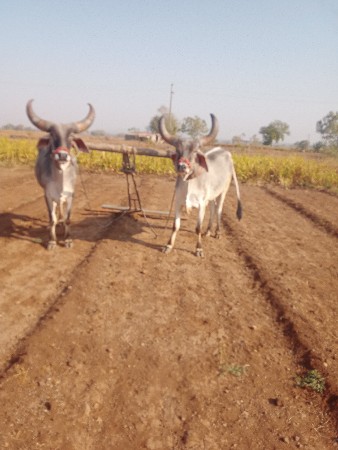 બડઘવેસાવસેએકવાવણીવાવલ