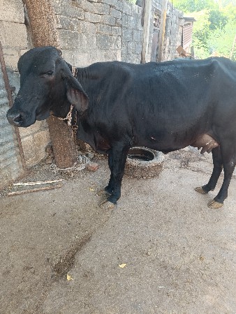 ક્રોસ ઓળખી વેચવાની છે
