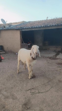 જુનાગઢ જીલ્લો માંગરોળ તાલુકો