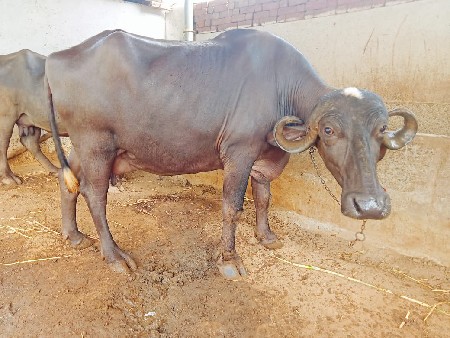 પેલા વેતરની ખડાય વેચાવ છે