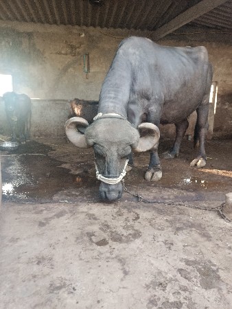 ભેંસ વેચવાની છે