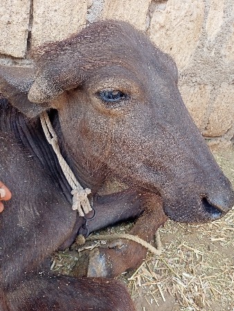 પાડા ના સાટા કરવાના છે